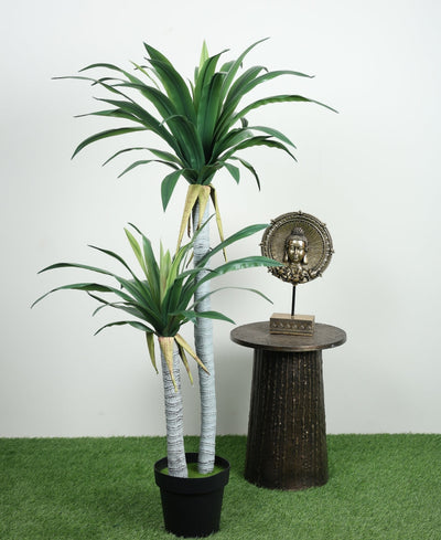 Evergreen Yucca Tree With Black Pot (Tall)