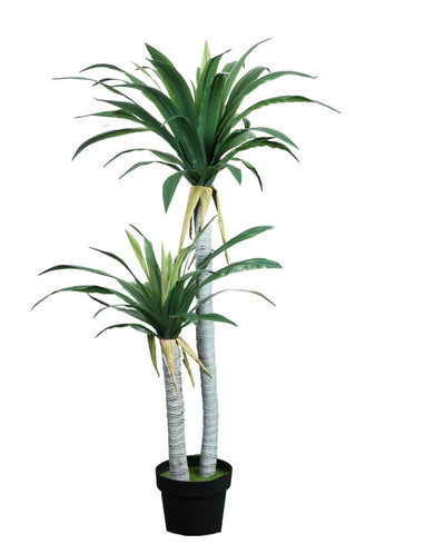 Evergreen Yucca Tree With Black Pot (Tall)