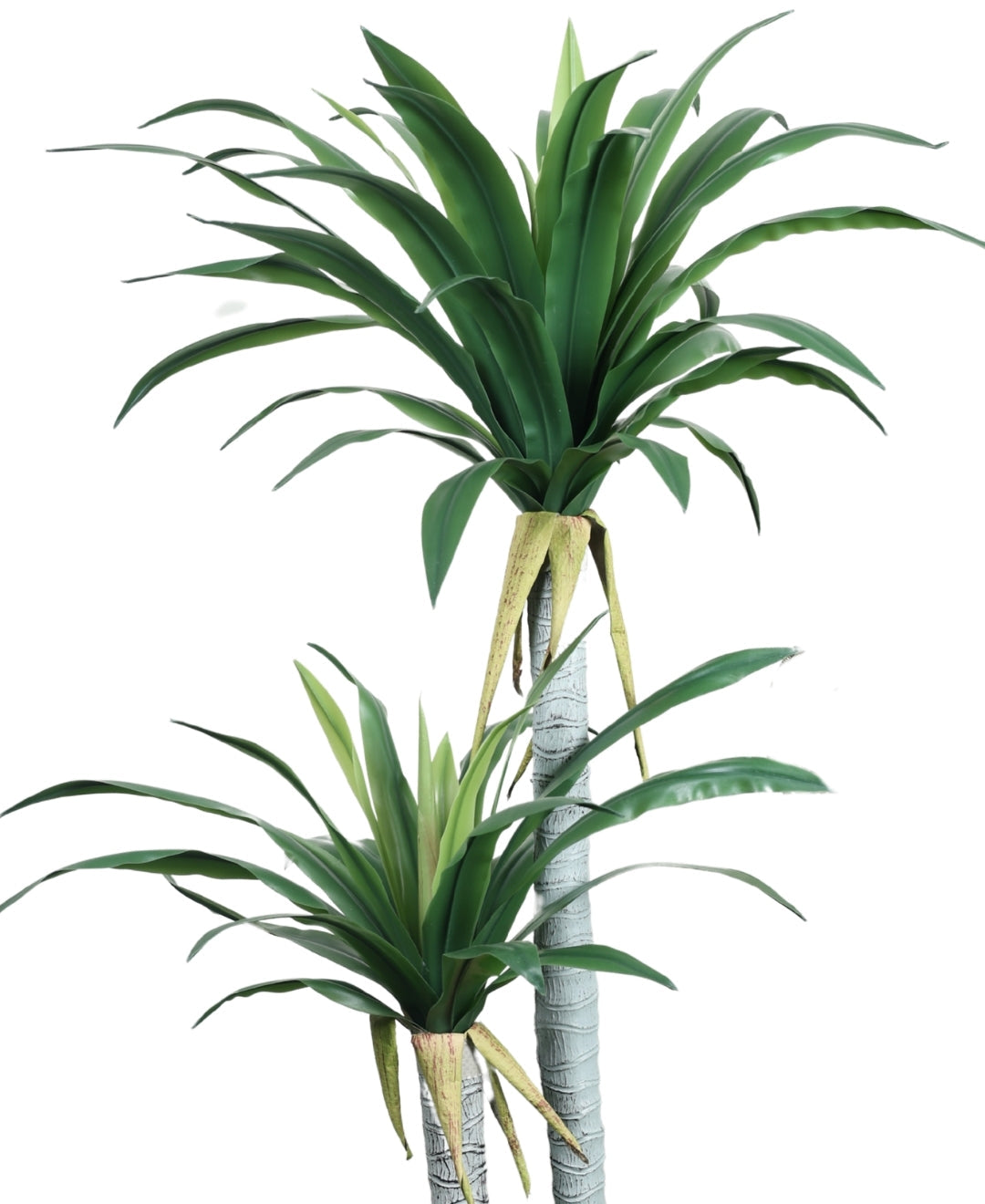Evergreen Yucca Tree With Black Pot (Tall)