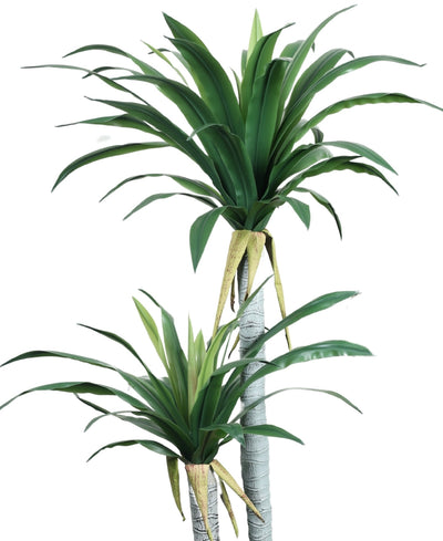 Evergreen Yucca Tree With Black Pot (Tall)