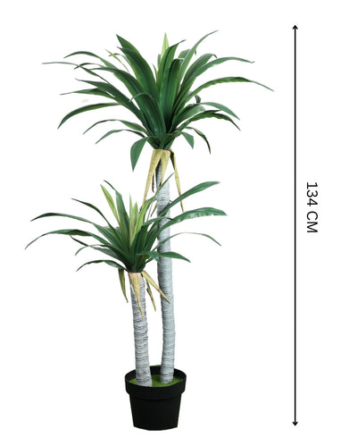 Evergreen Yucca Tree With Black Pot (Tall)