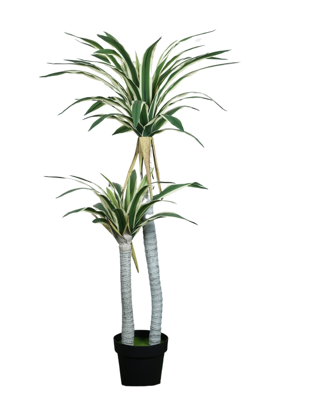 Evergreen Yucca Tree With Black Pot (Tall)