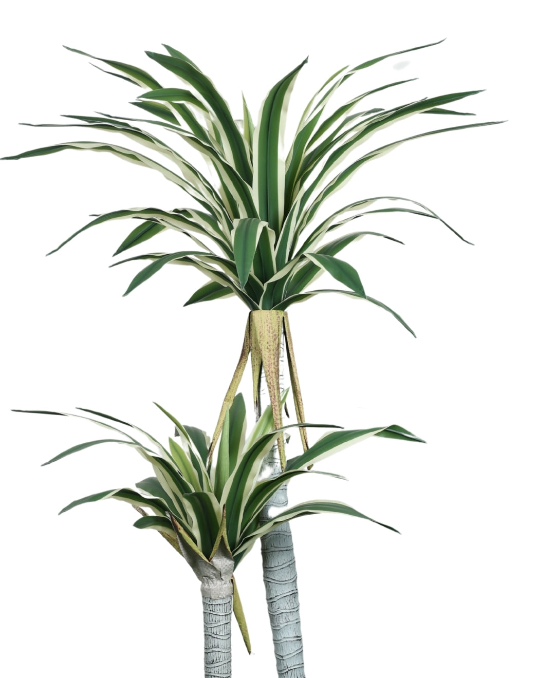 Evergreen Yucca Tree With Black Pot (Tall)