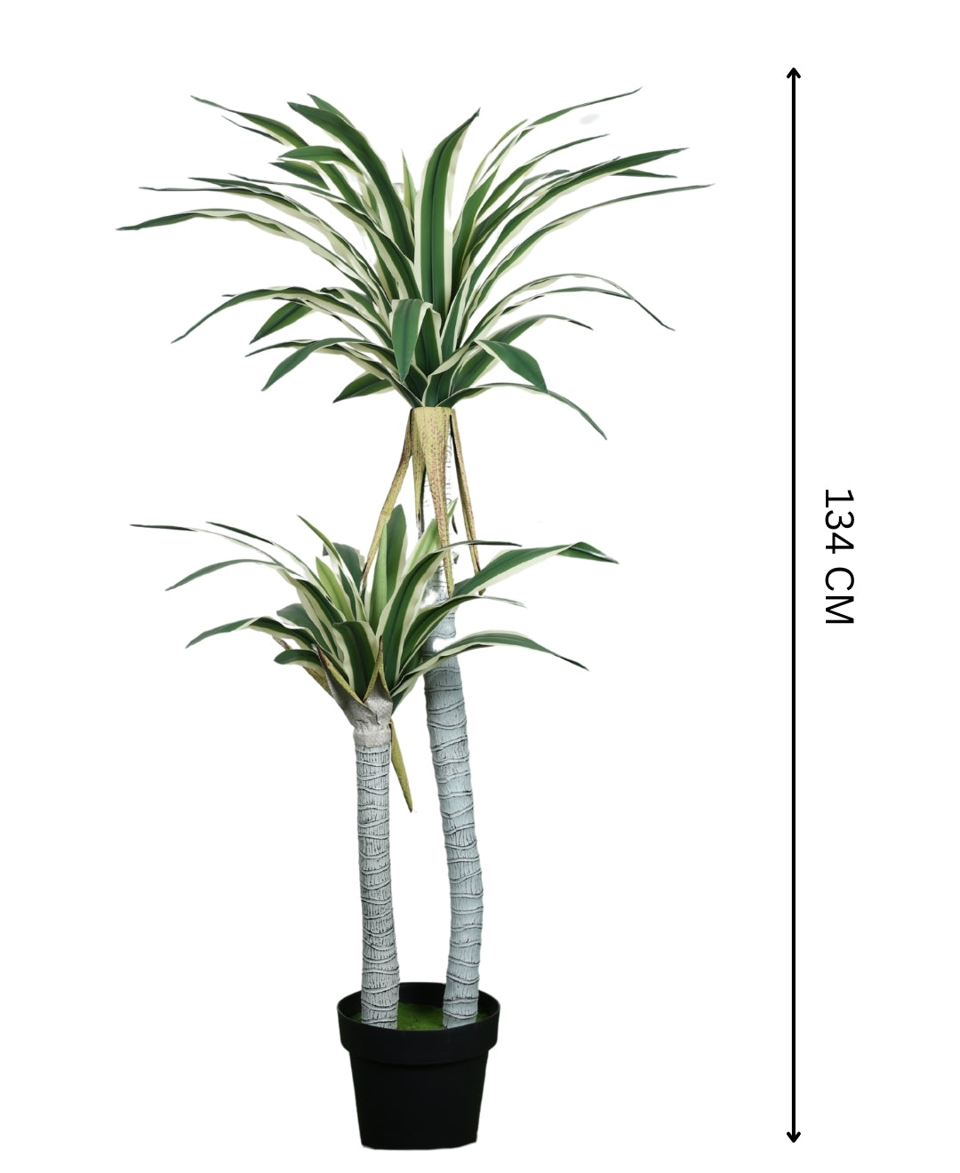 Evergreen Yucca Tree With Black Pot (Tall)