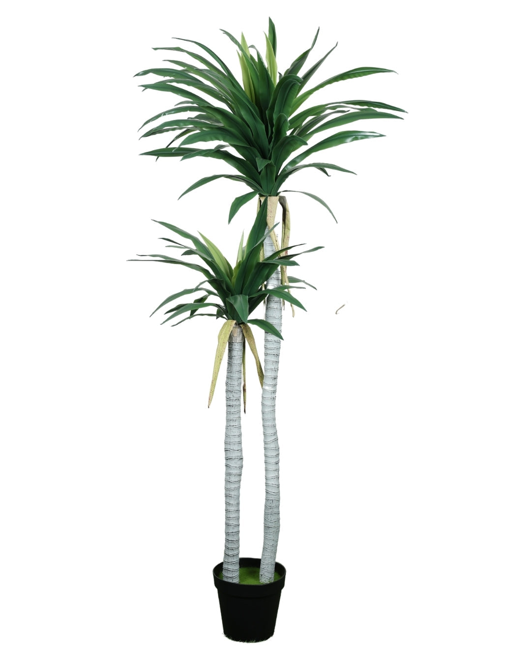Evergreen Yucca Tree With Black Pot (Grande)