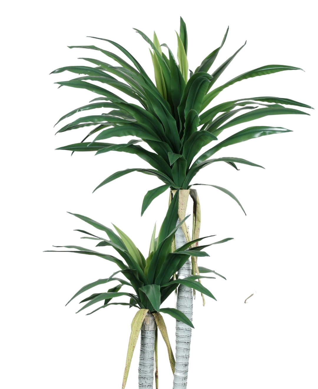 Evergreen Yucca Tree With Black Pot (Grande)
