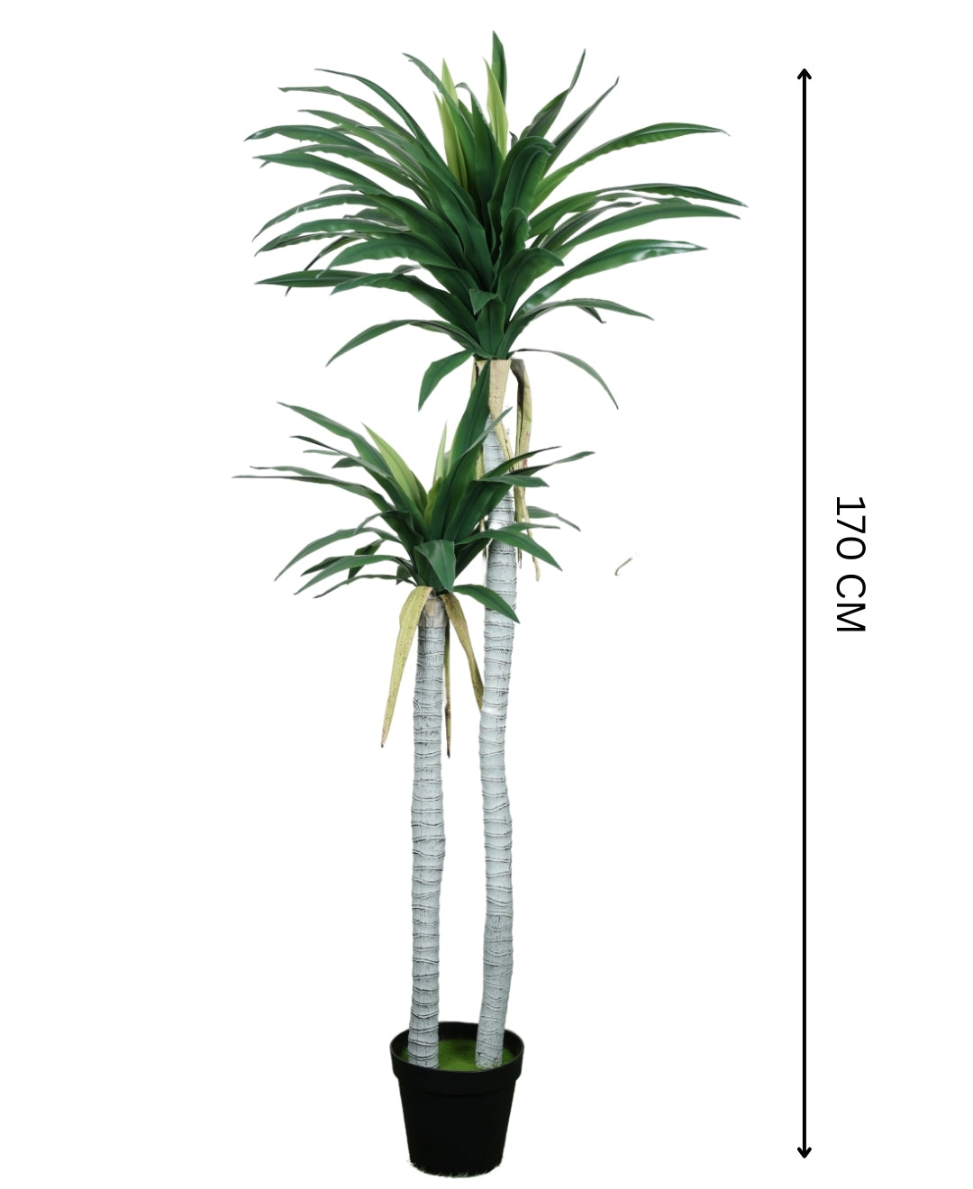 Evergreen Yucca Tree With Black Pot (Grande)