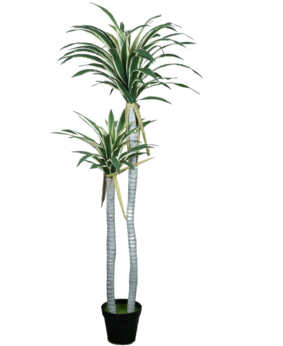 Evergreen Yucca Tree With Black Pot (Grande)