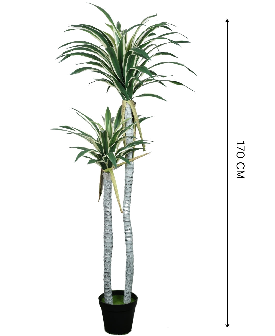 Evergreen Yucca Tree With Black Pot (Grande)