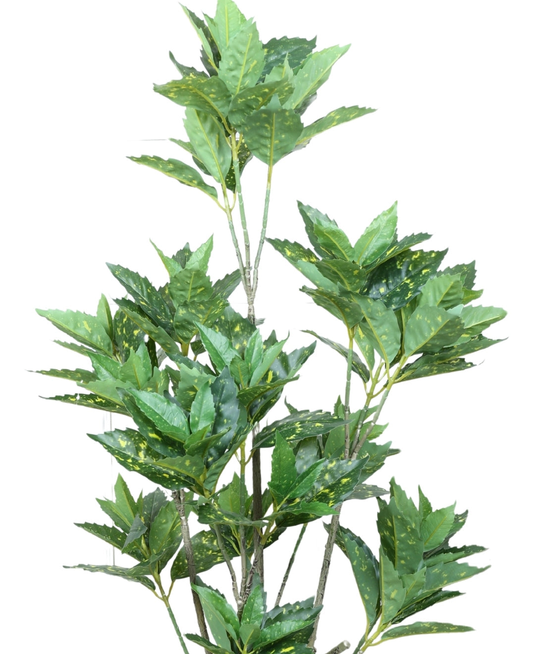 Artificial Aucuba Plant With Pot Lush Green Vibes All Year Round (Medium)