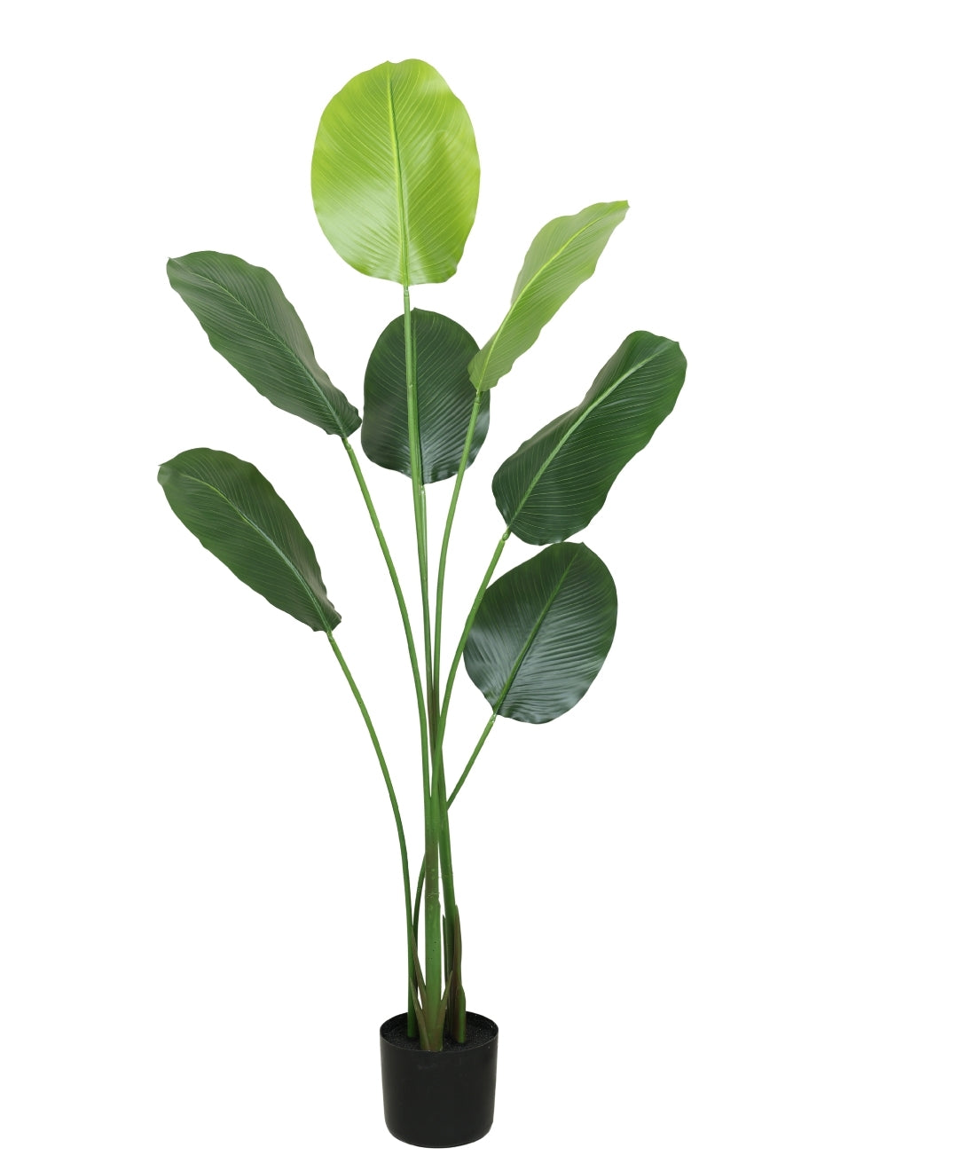 Statement Greenery Artificial Calathea Plant With Pot (Petite)