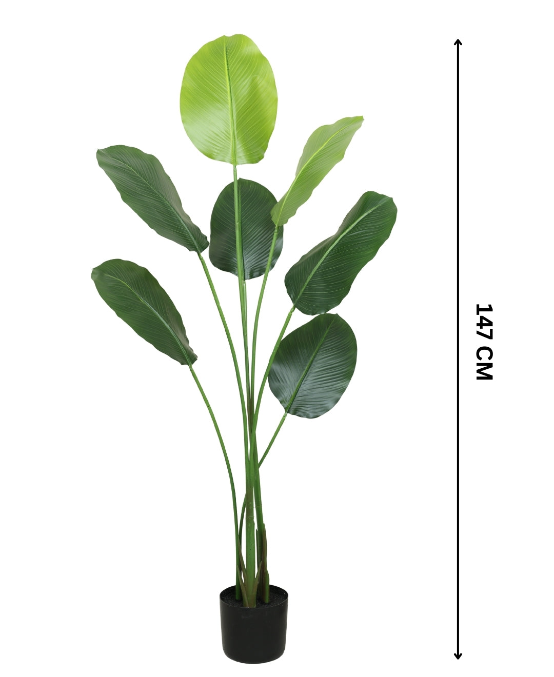 Statement Greenery Artificial Calathea Plant With Pot (Petite)