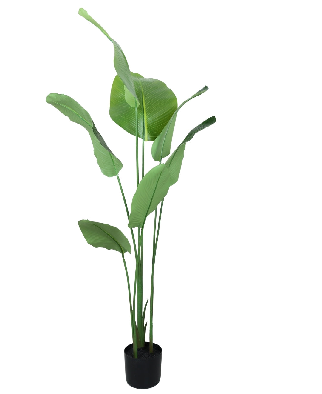 Statement Greenery Artificial Calathea Plant With Pot (Small)