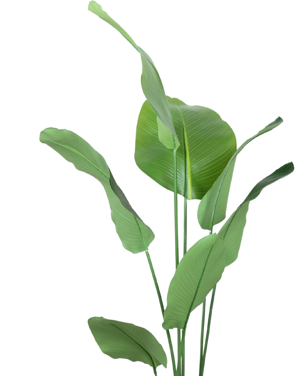 Statement Greenery Artificial Calathea Plant With Pot (Small)