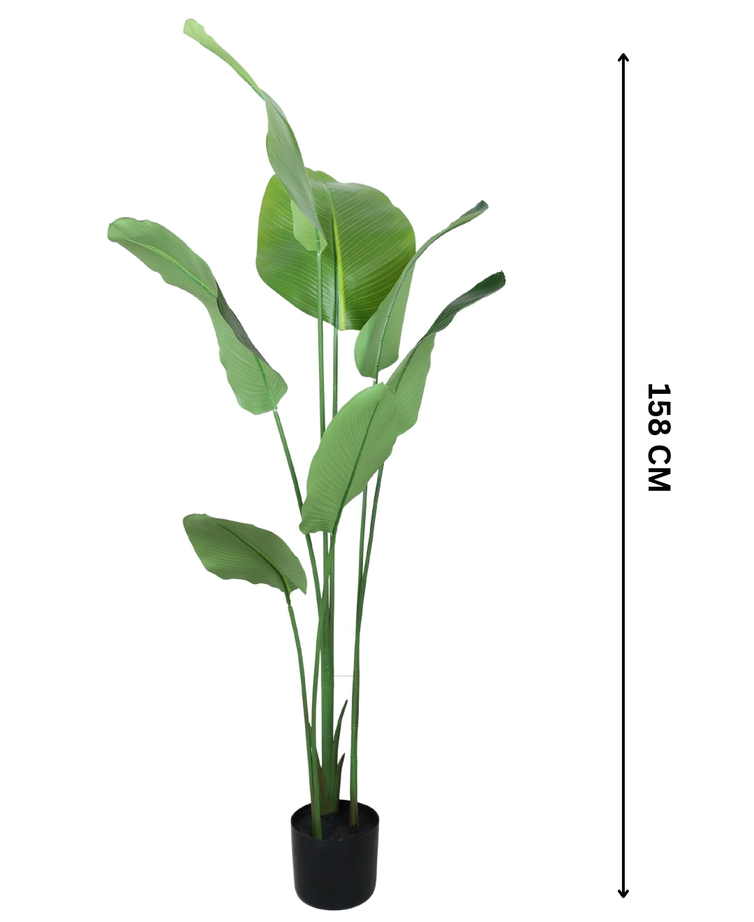 Statement Greenery Artificial Calathea Plant With Pot (Small)
