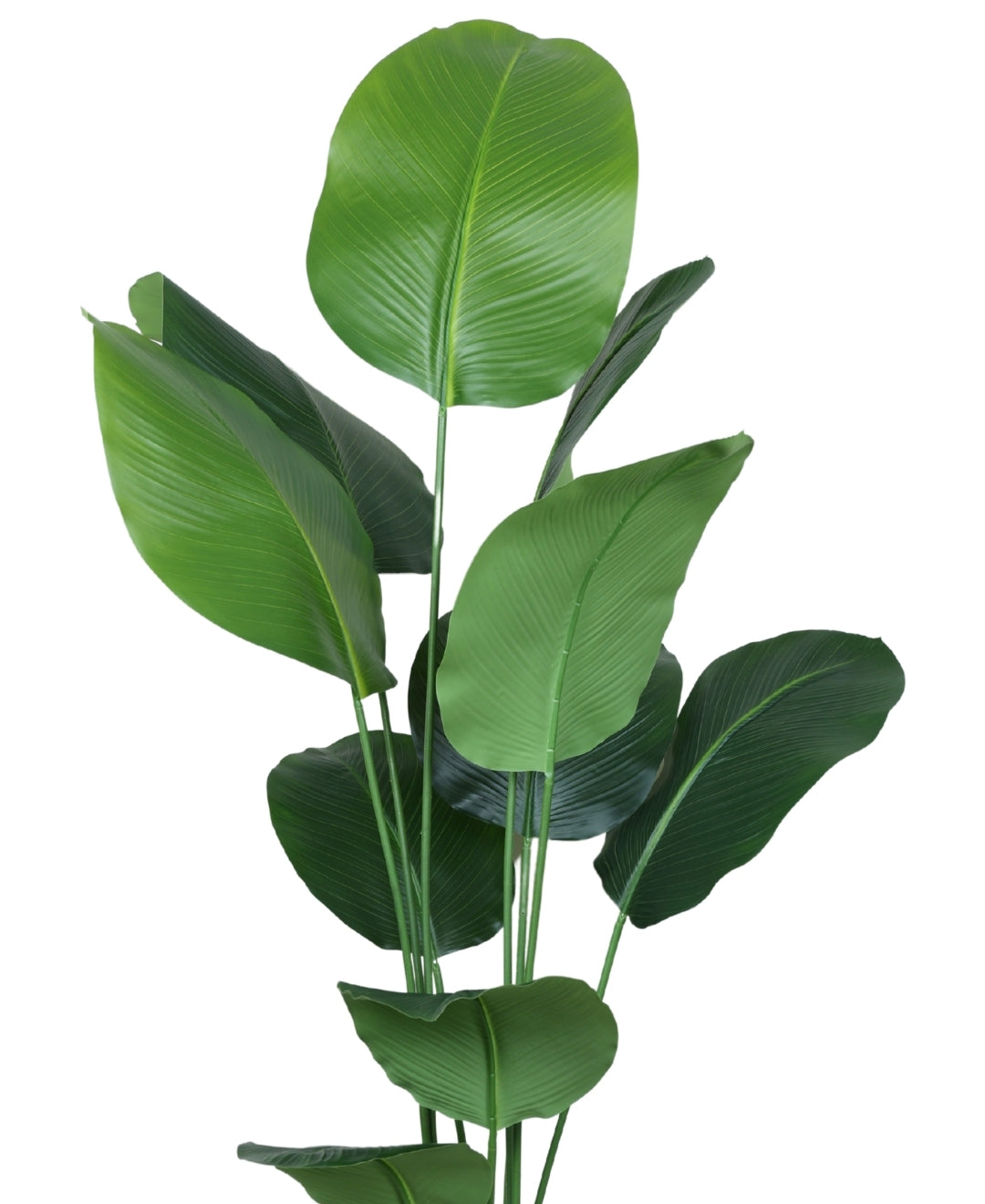 Lifelike & Lush Artificial Calathea Plant With Pot (Medium)