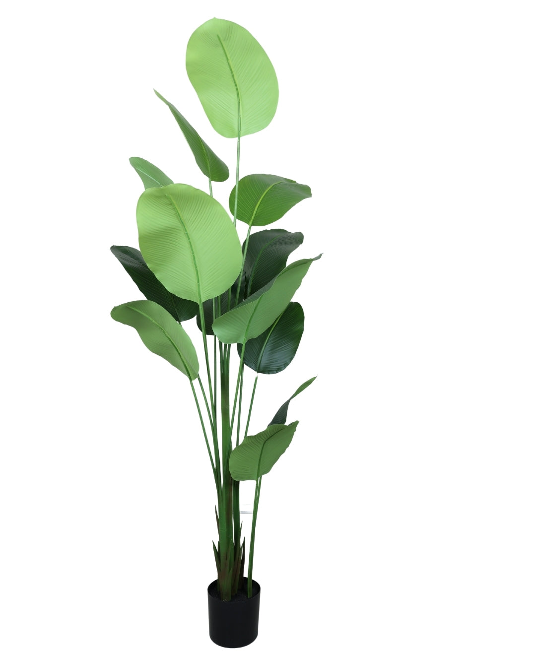 Bold Foliage, Effortless Style Artificial Calathea Plant With Pot (Grande)