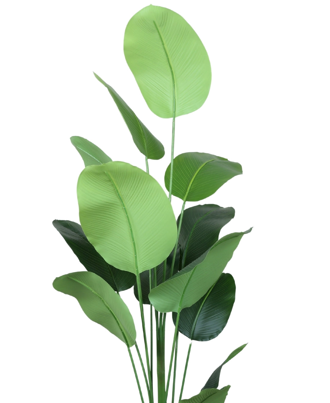 Bold Foliage, Effortless Style Artificial Calathea Plant With Pot (Grande)