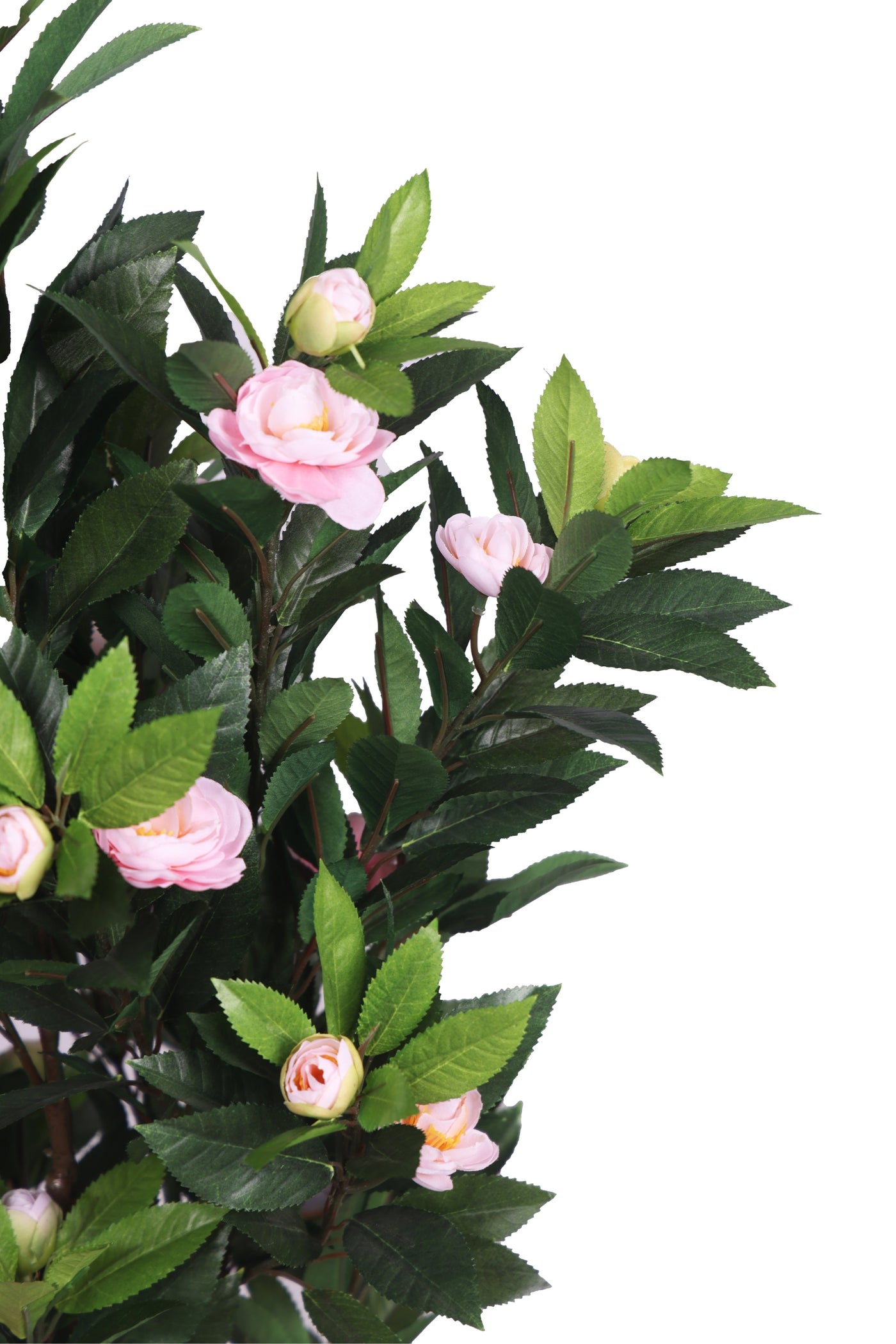 PolliNation Ravishing Camelia Rose Plant with Pot for Home Decoration (Pack of 1, 78 cm) White