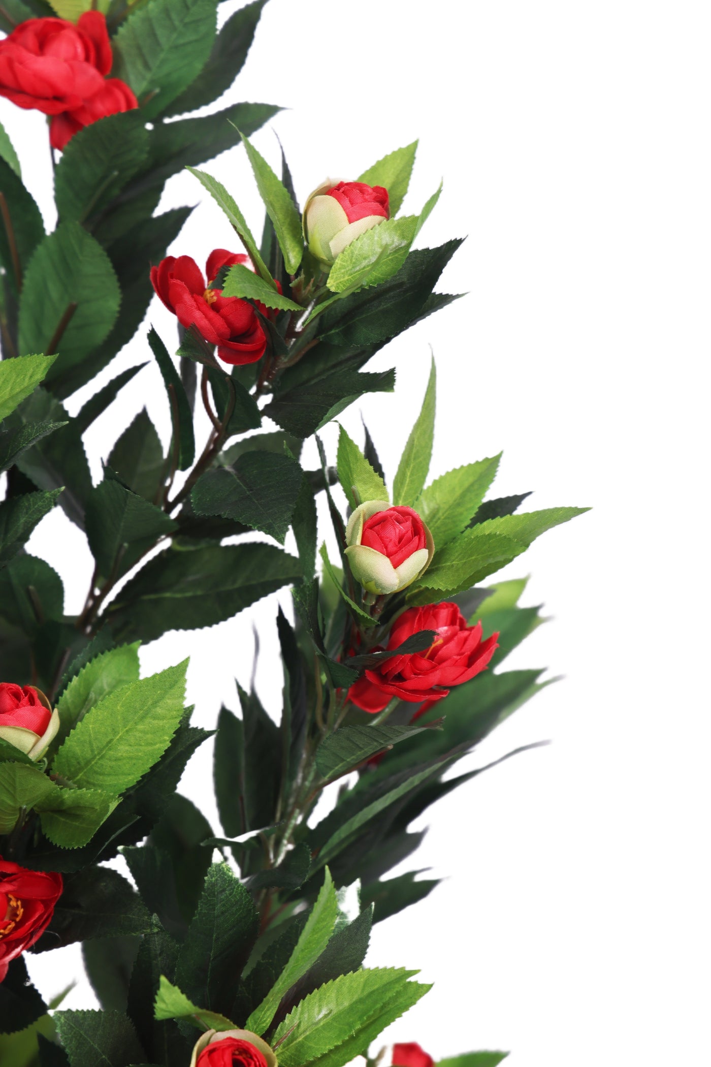 PolliNation Ravishing Camelia Rose Plant with Pot for Home Decoration (Pack of 1, 78 cm) Red