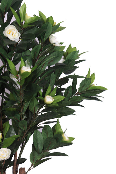 PolliNation Ravishing Camelia Rose Plant with Pot for Home Decoration (Pack of 1, 78 cm) White