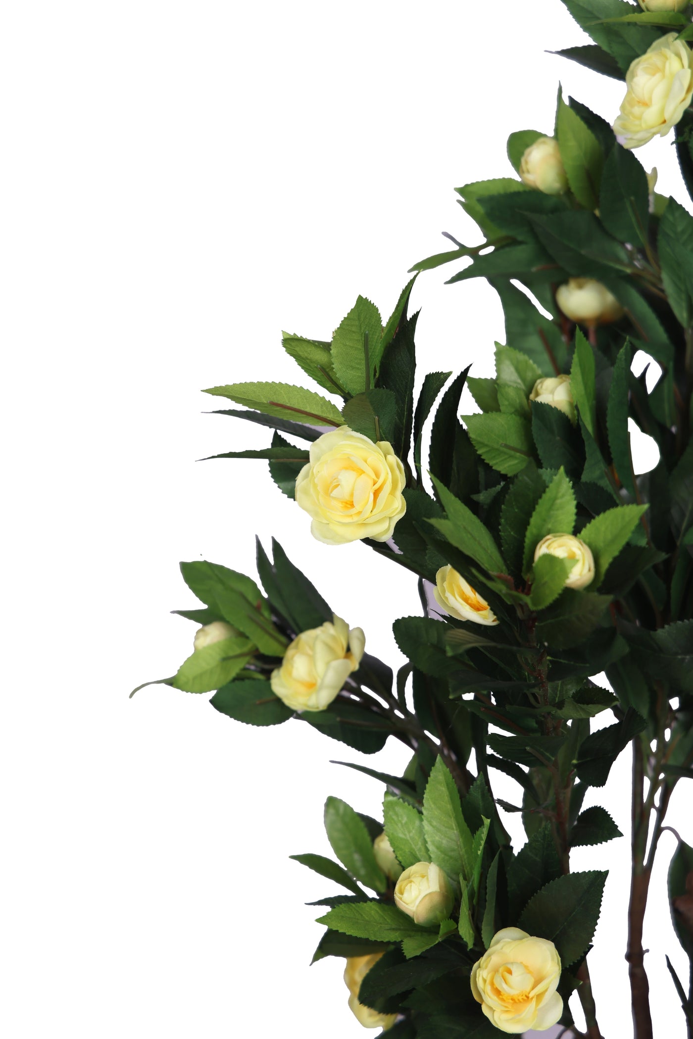 PolliNation Ravishing Camelia Rose Plant with Pot for Home Decoration (Pack of 1, 78 cm) Yellow