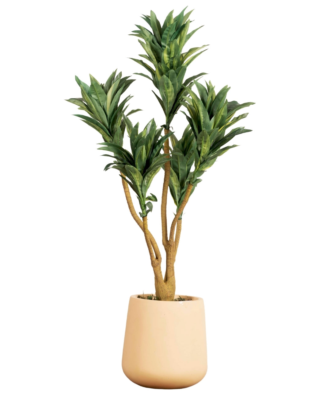 Mini Dracaena Delight Plant Without Pot (Small)