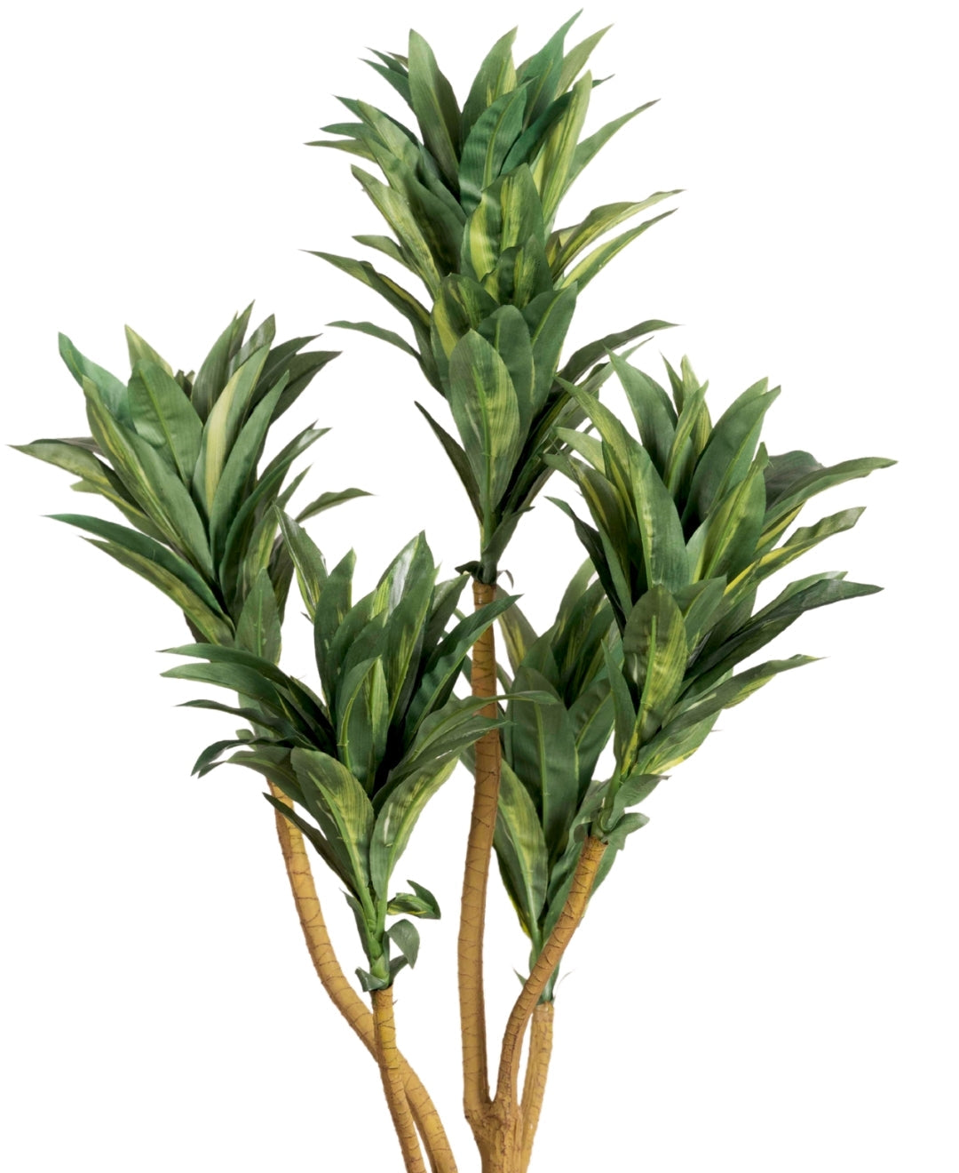 Mini Dracaena Delight Plant Without Pot (Small)