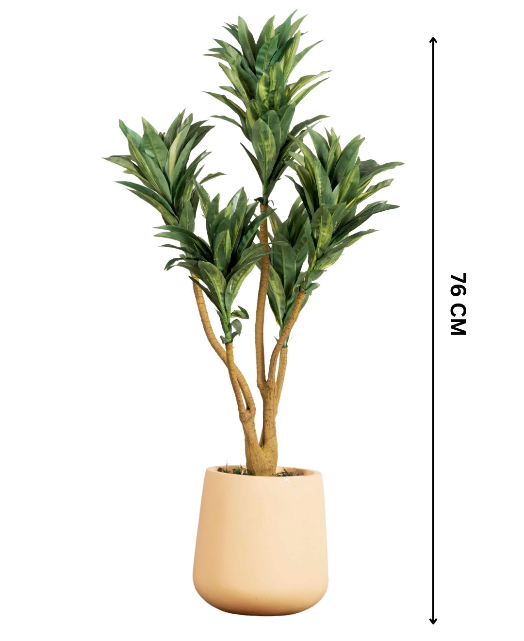Mini Dracaena Delight Plant Without Pot (Small)