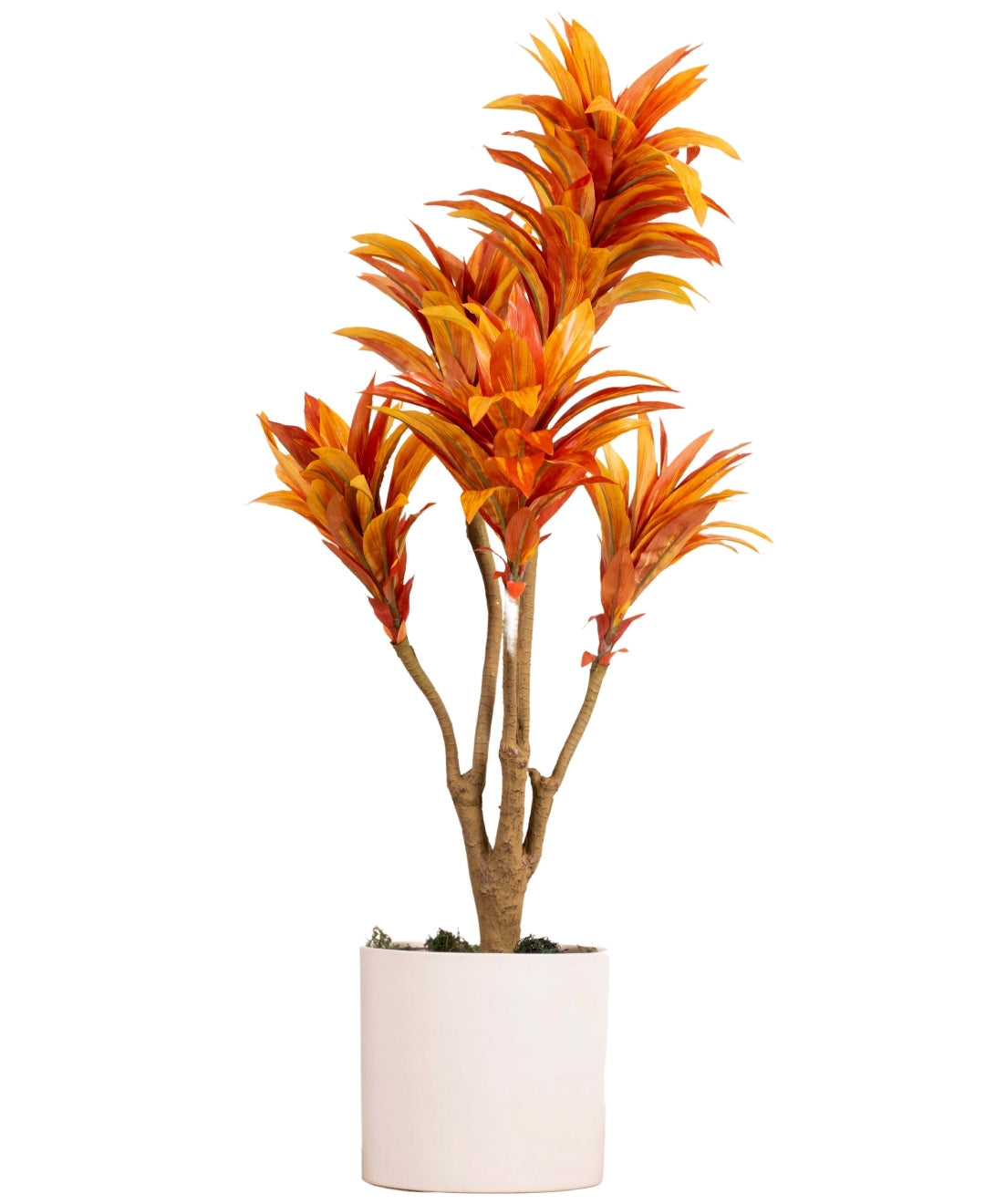 Mini Dracaena Delight Plant Without Pot (Small)