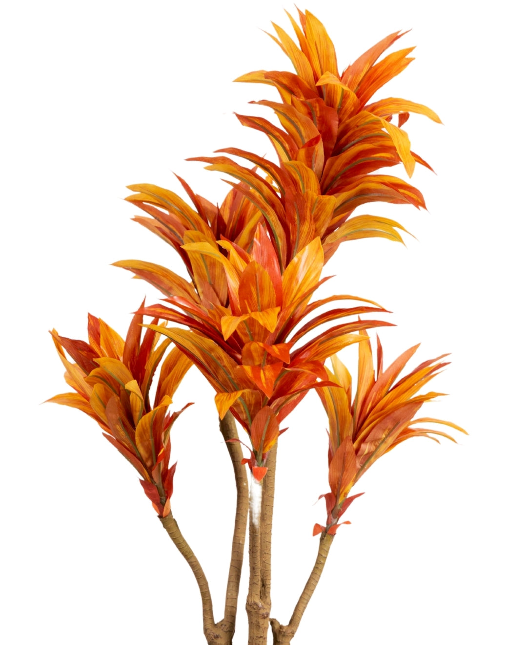 Mini Dracaena Delight Plant Without Pot (Small)