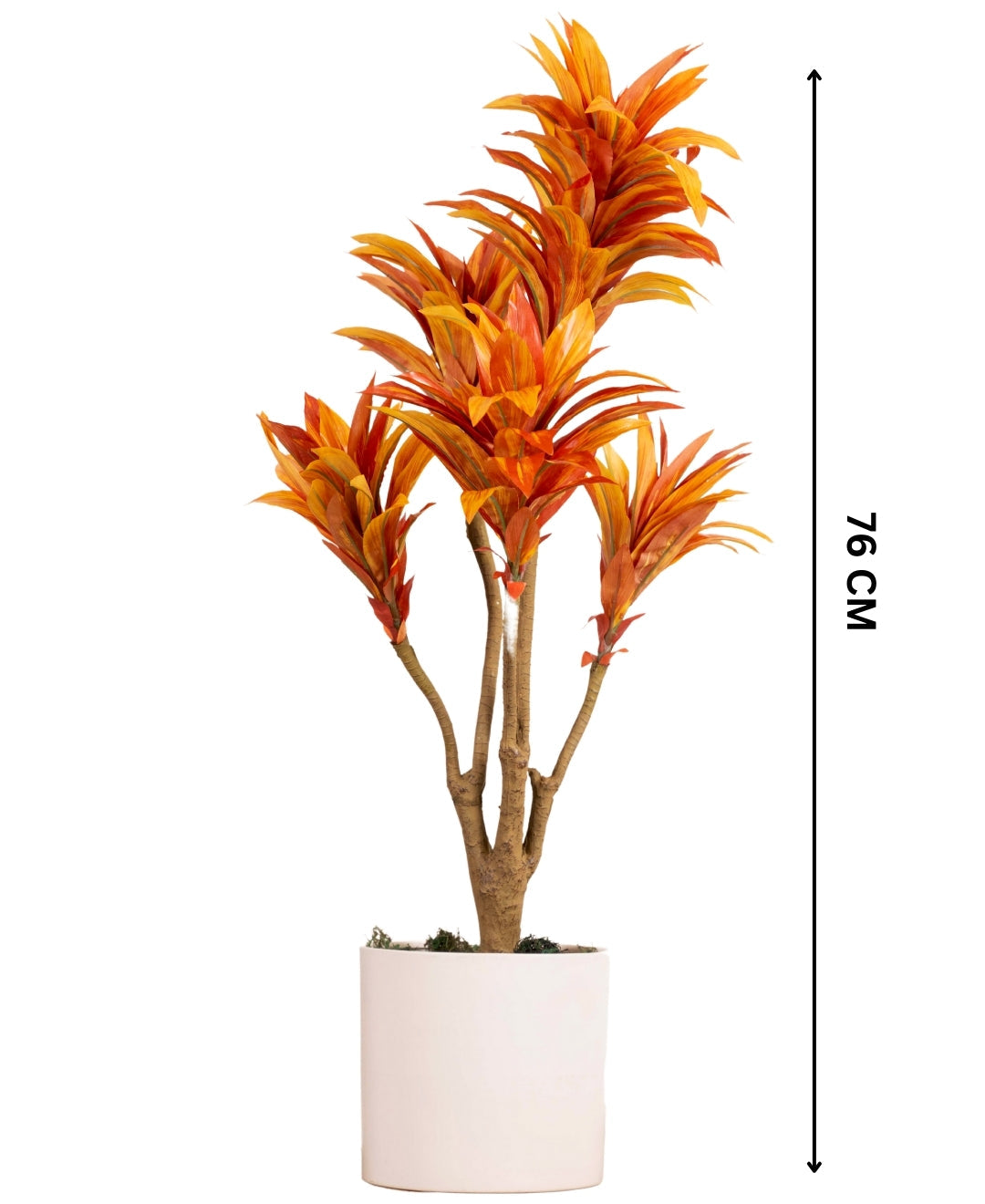Mini Dracaena Delight Plant Without Pot (Small)