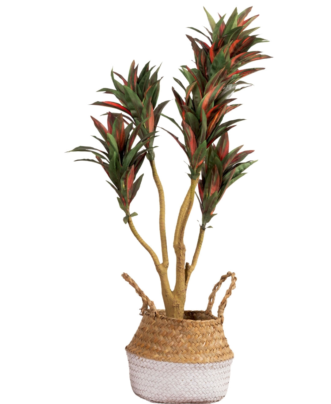 Mini Dracaena Delight Plant Without Pot (Small)