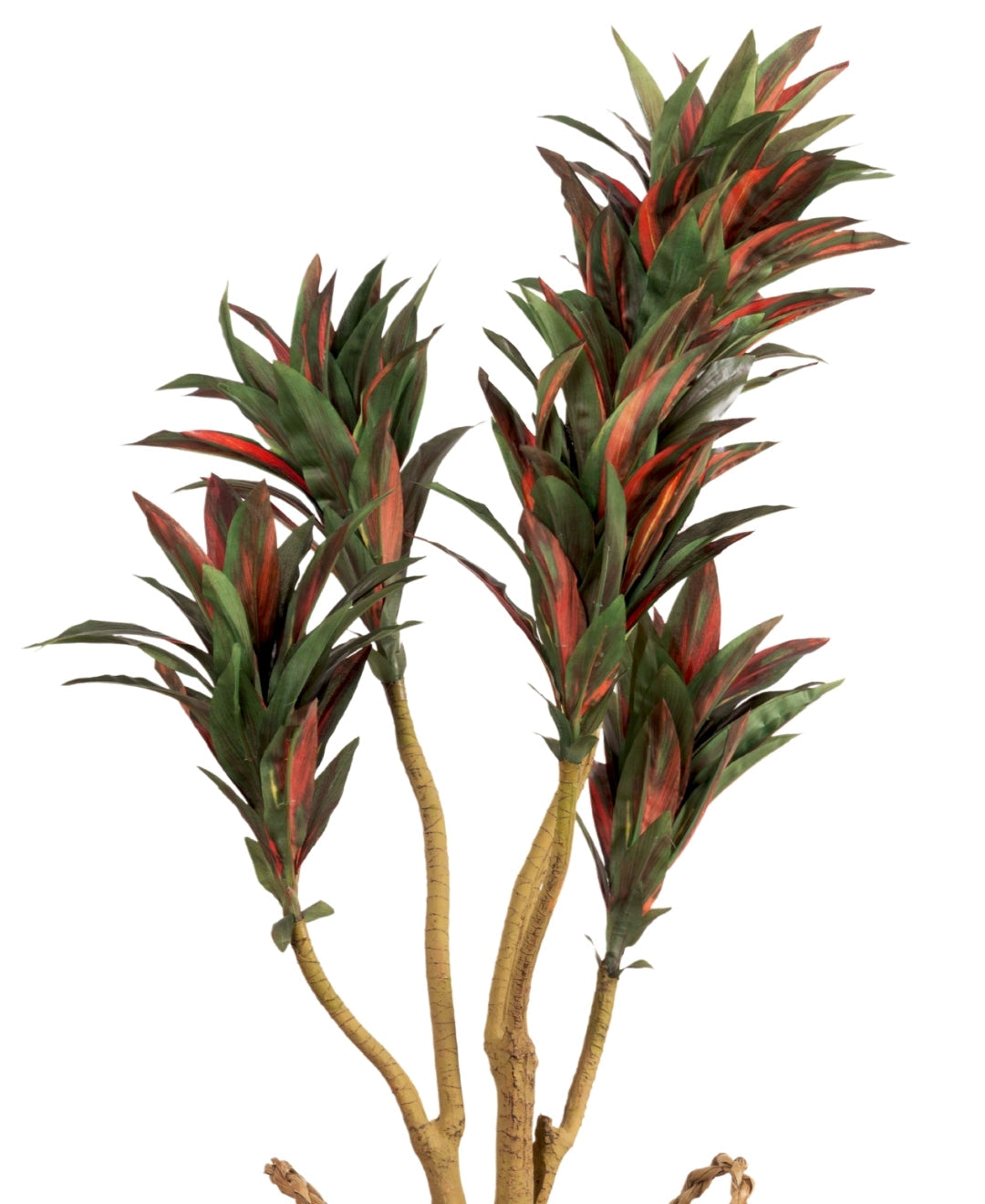 Mini Dracaena Delight Plant Without Pot (Small)