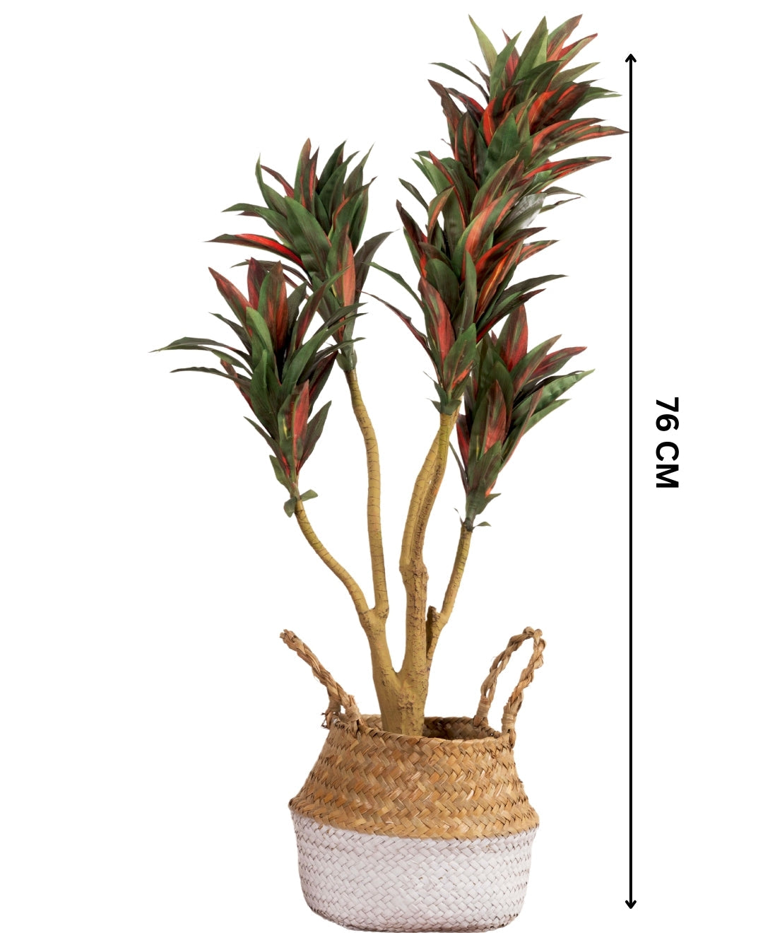 Mini Dracaena Delight Plant Without Pot (Small)