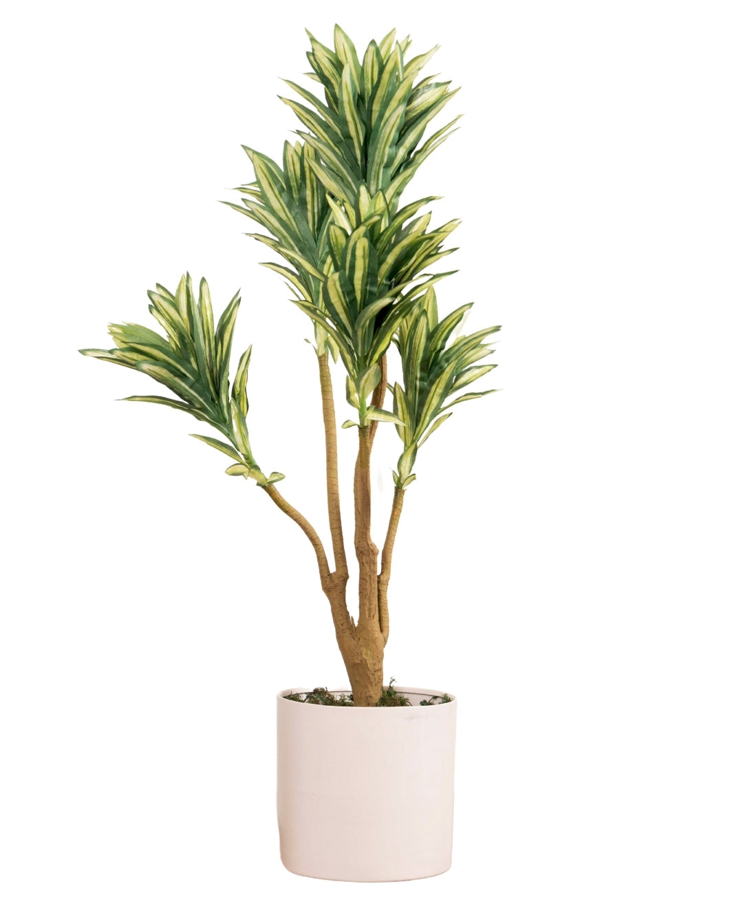 Mini Dracaena Delight Plant Without Pot (Small)
