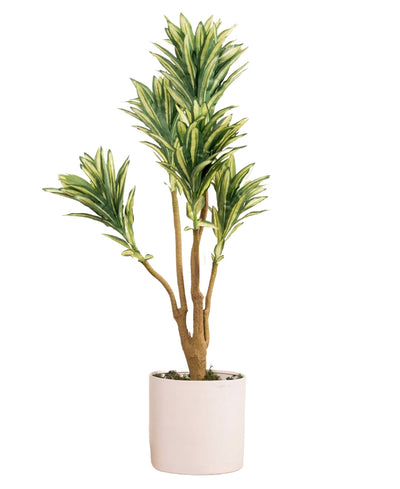 Mini Dracaena Delight Plant Without Pot (Small)