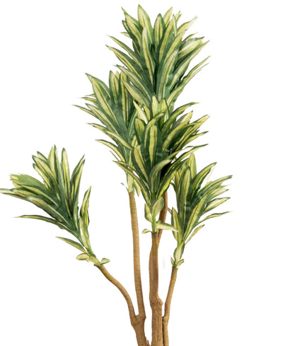 Mini Dracaena Delight Plant Without Pot (Small)