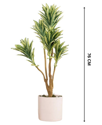 Mini Dracaena Delight Plant Without Pot (Small)
