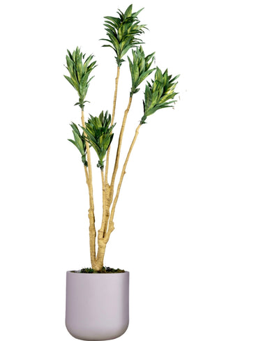 Botanic Rise Faux Dracaena Plant Without Pot (Tall)