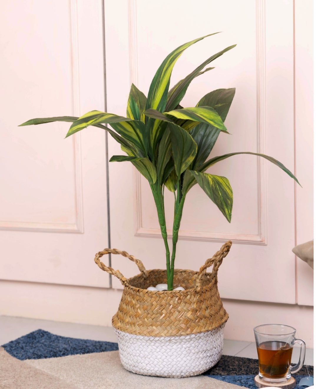 Stylestem Compact Dracaena Plant Without Pot