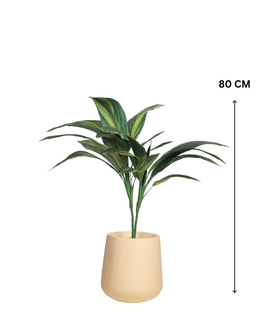 Stylestem Compact Dracaena Plant Without Pot