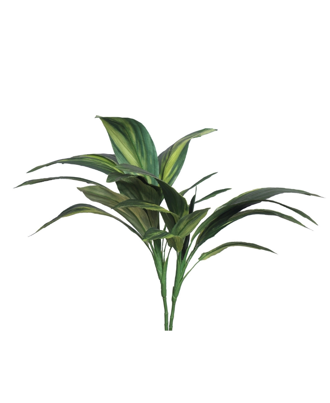 Stylestem Compact Dracaena Plant Without Pot