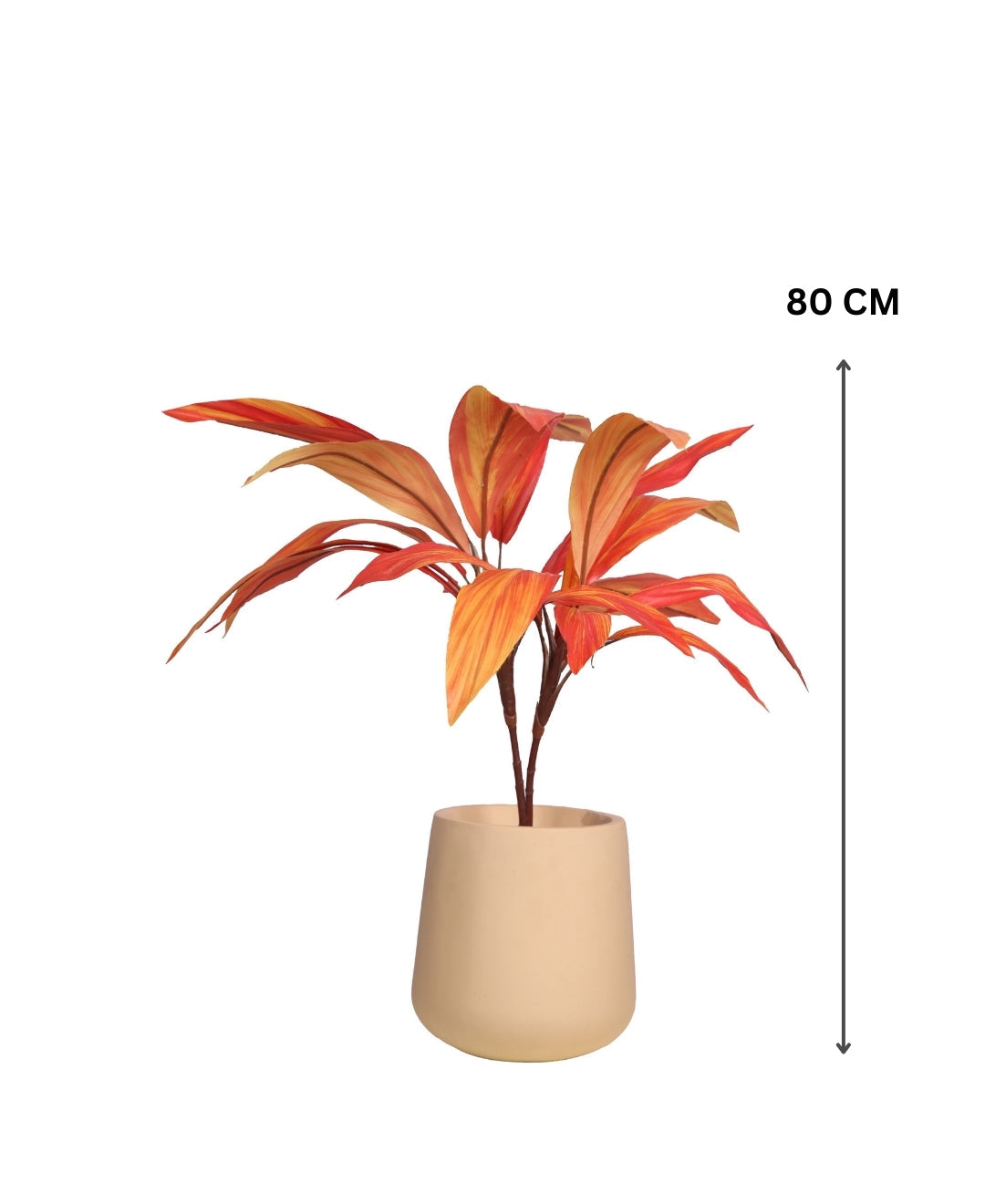 Stylestem Compact Dracaena Plant Without Pot