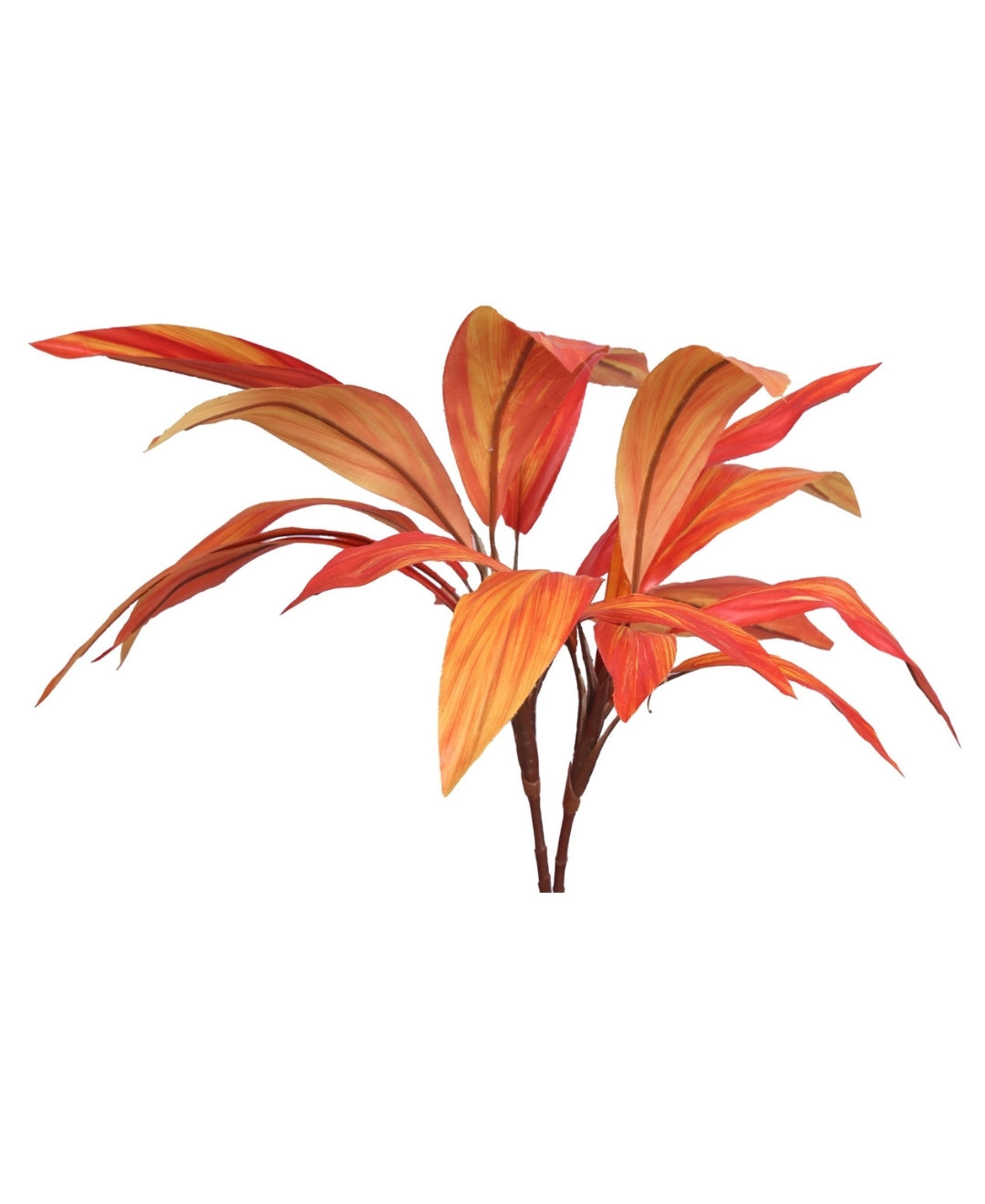 Stylestem Compact Dracaena Plant Without Pot