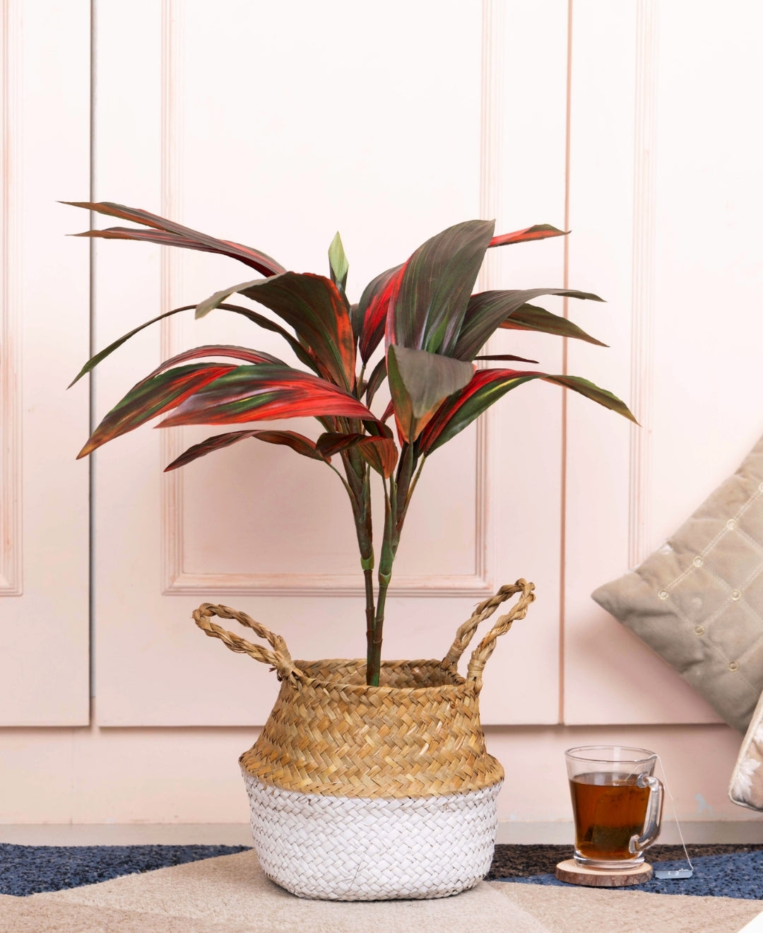 Stylestem Compact Dracaena Plant Without Pot