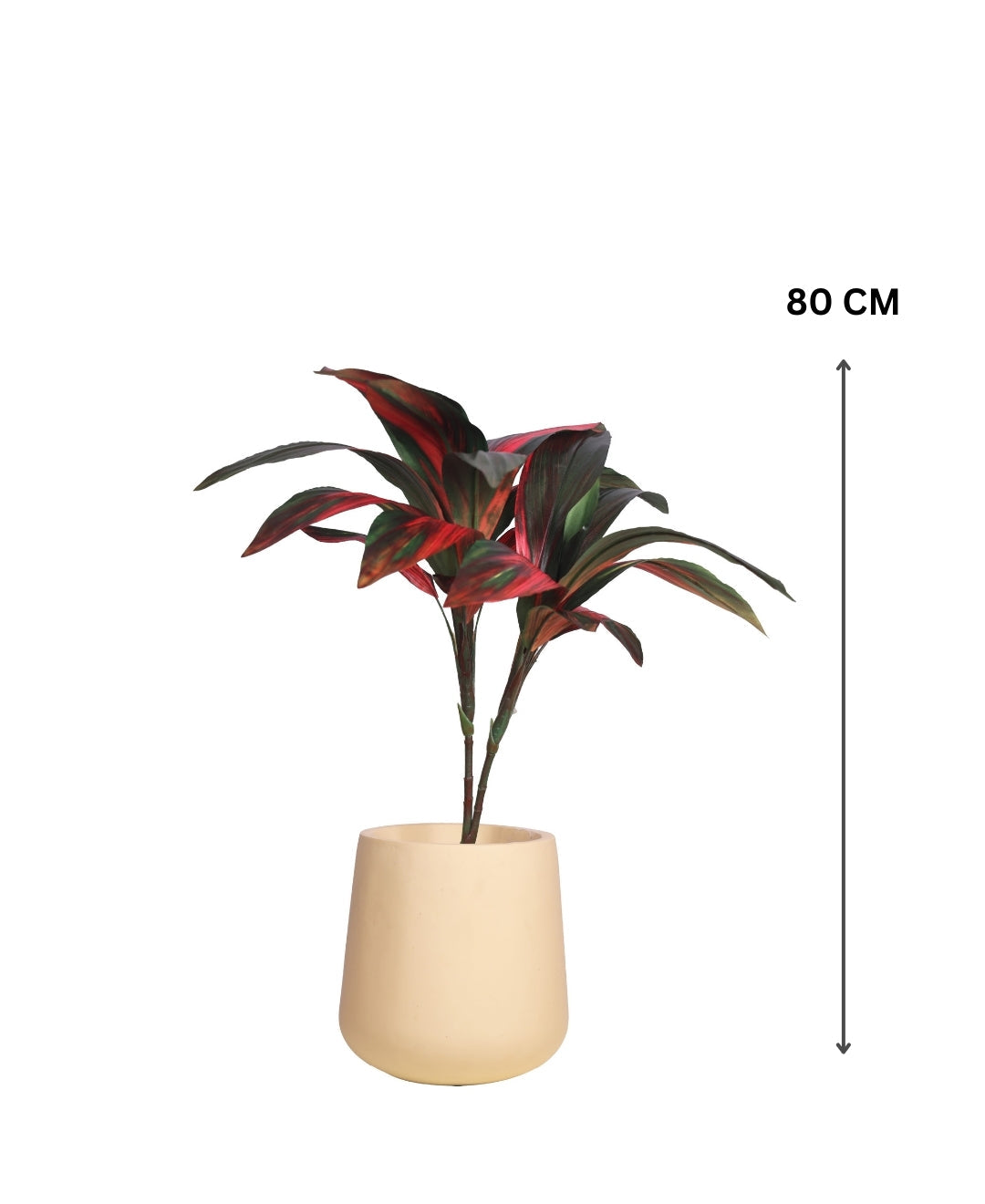 Stylestem Compact Dracaena Plant Without Pot