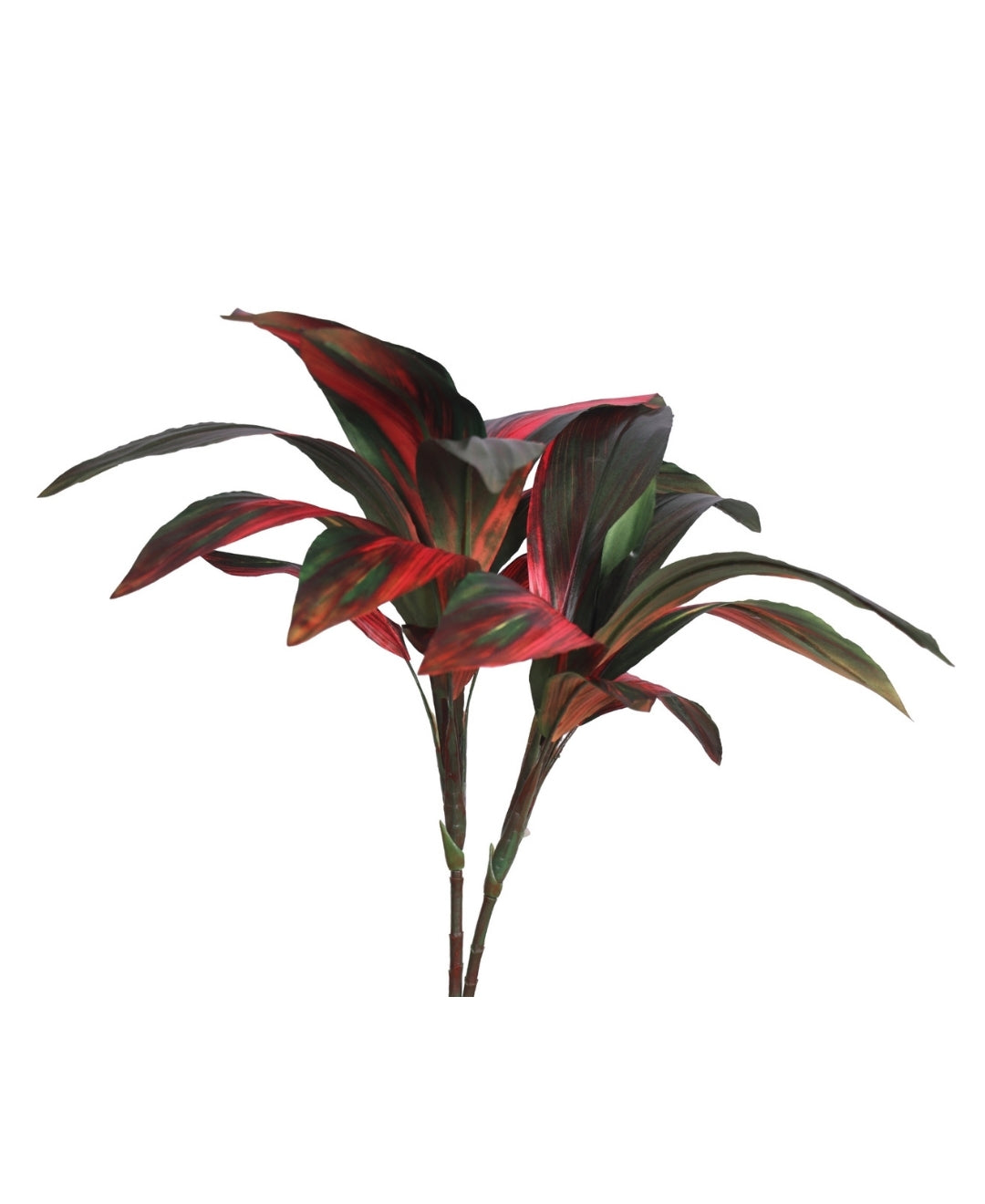 Stylestem Compact Dracaena Plant Without Pot