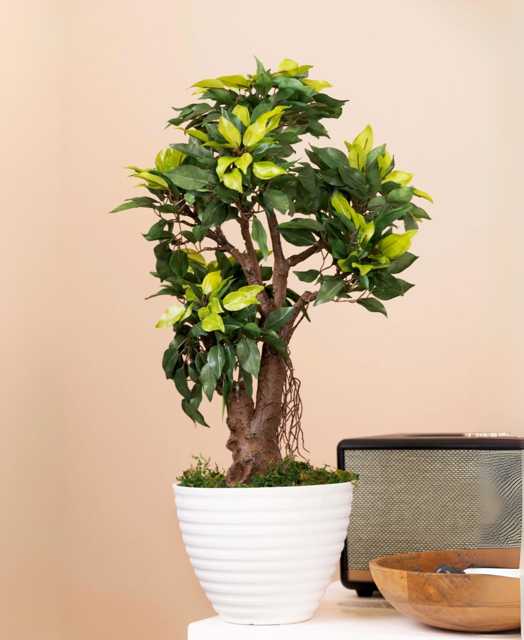 Mini Ficus Luxe Decorative Table Accent Without Pot
