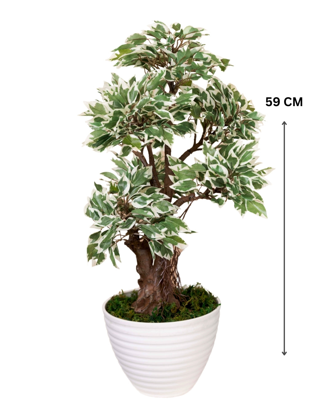 Mini Ficus Luxe Decorative Table Accent Without Pot